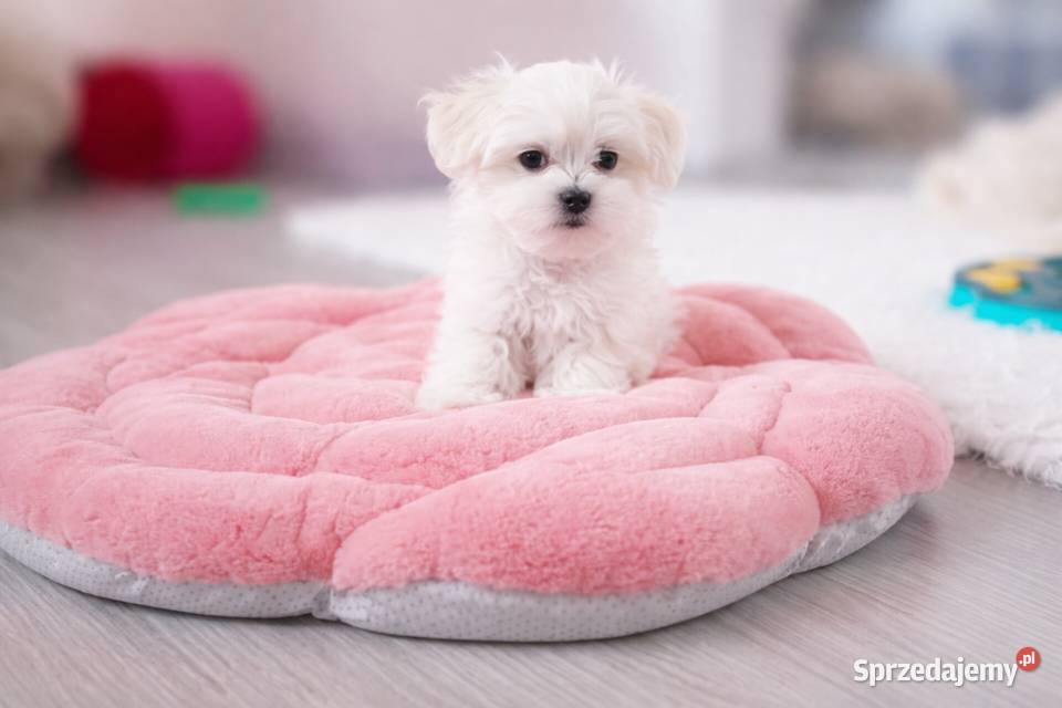 Maltańczyk szczenię BOY