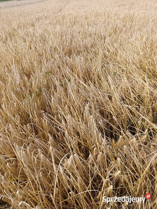 Jęczmień ozimy midnight 6rzędowy lubelskie Bełżyce