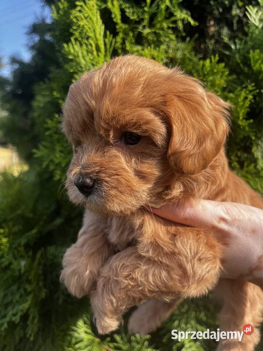 Maltipoo suczka z badaniami kujawsko-pomorskie Bydgoszcz