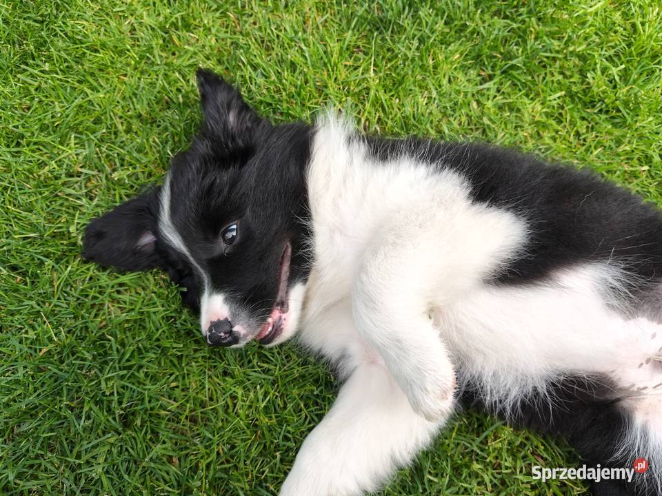 Szczeniak Border Collie ZKwP FCI