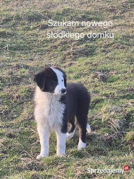 Border Collie Border Family Suchedniów