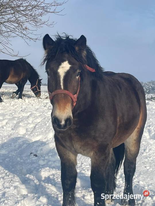 Ogiery na sprzedaż warmińsko-mazurskie Mrągowo