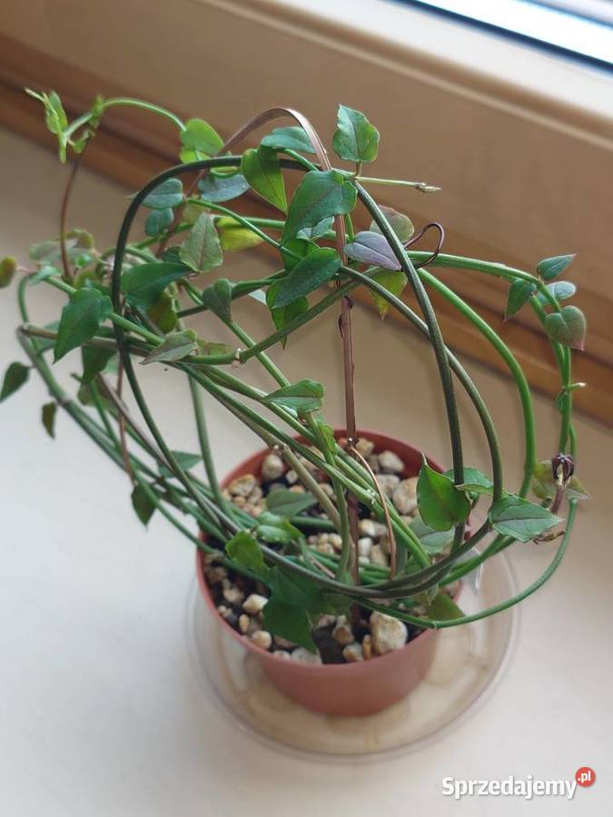 Ceropegia ciekawa odmiana kwitnie roślina z Warszawa