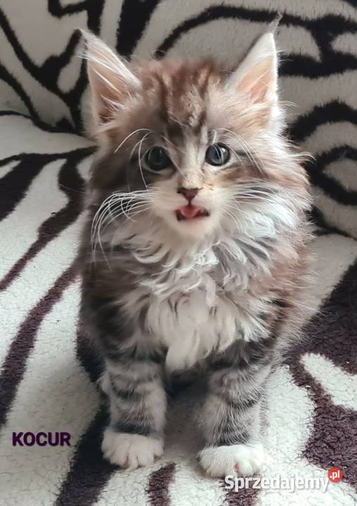 Kociaki szukają nowego domu Opole