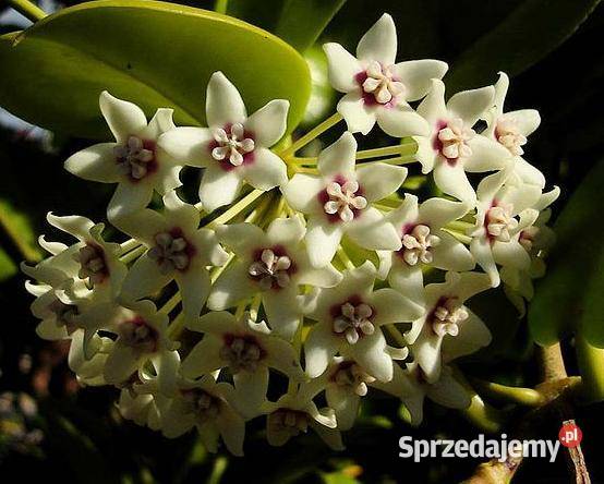 Hoya Astralis roślina kwitnąca ukorzeniona hoja biały Kwitnące zachodniopomorskie Szczecin