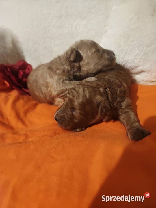 Pudelki toy miniatura szczenięta koniec grudnia Bolesławiec