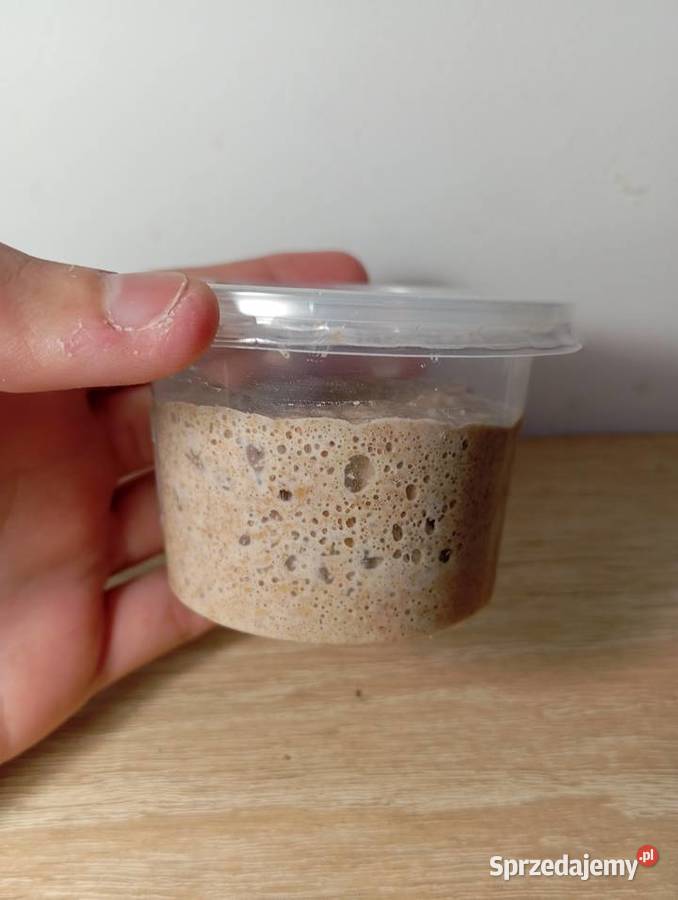 ZAKWAS ŻYTNI mazowieckie Milanówek