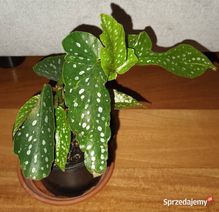 Hoya begonia aloes trzykrotkasetkrezja purpurowa Warszawa