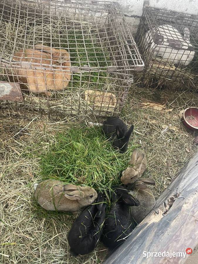 Sprzedamzamienie króle