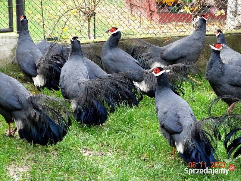 Sprzedam Bażanty Uszaki Siwe z 2023r Bażant sprzedam