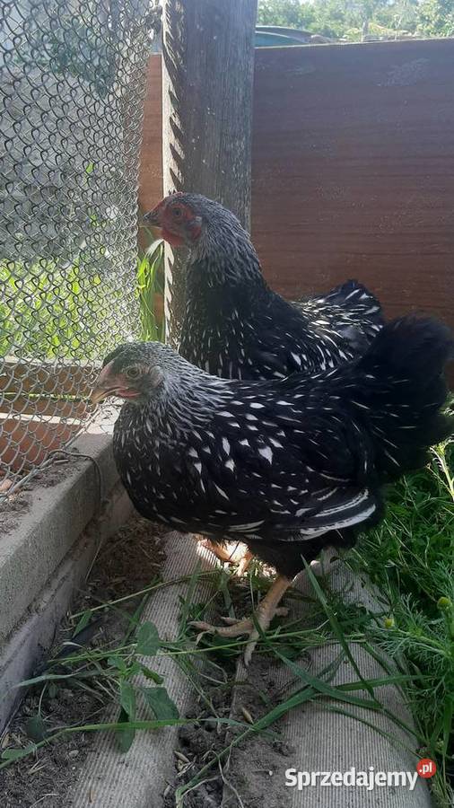 Wyandotte pary Zastawie