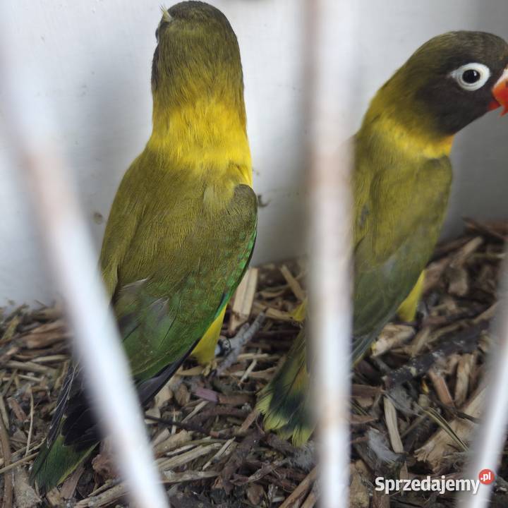 Nierozłączki Czarnogłowe Gdynia sprzedam