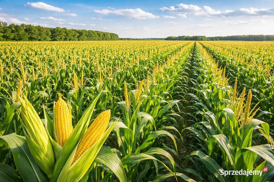 Biopuls Silorex K do kiszonki kukurydzy Karton łódzkie Stryków