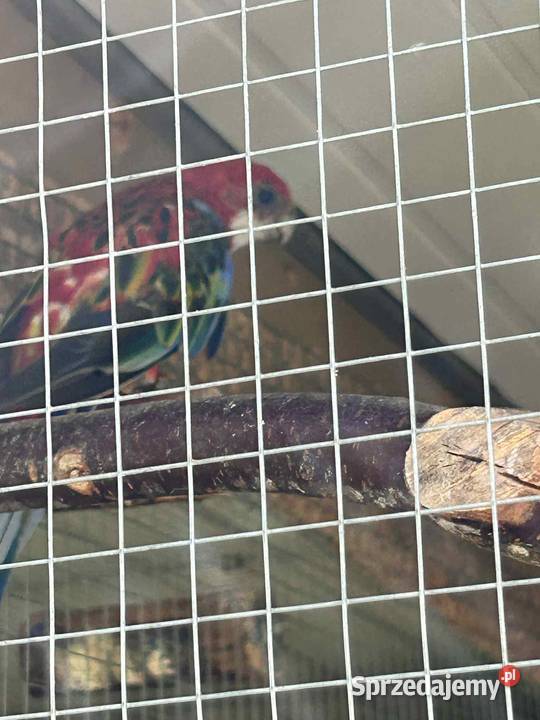 Rozella dorosła samica2022 Brzeziny