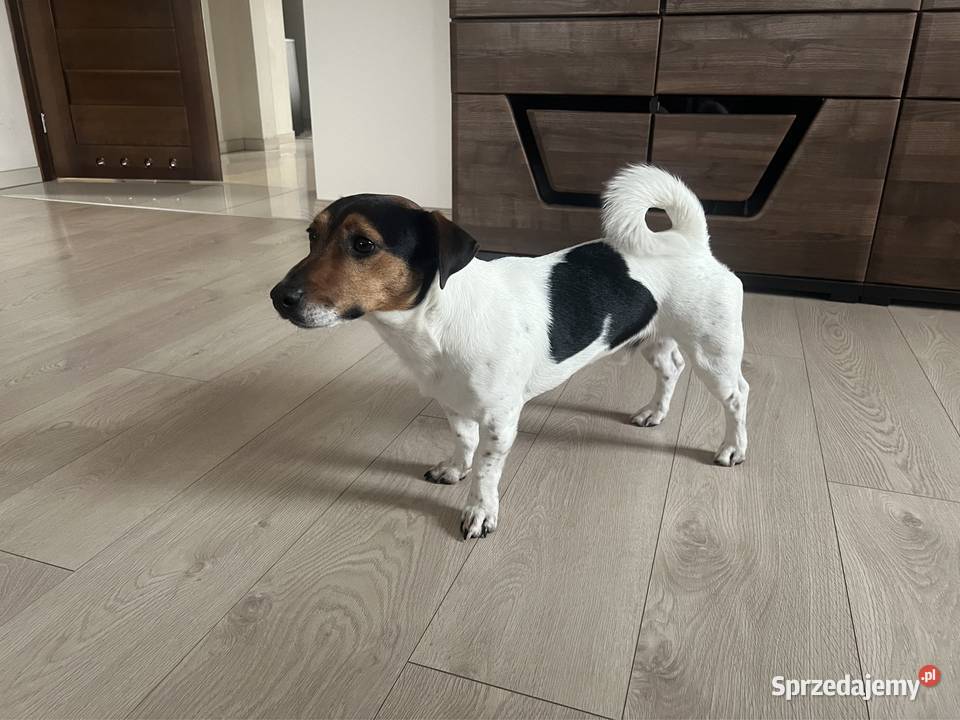 Jack russell terrier reproduktor