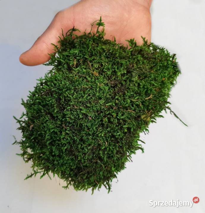 Panel z mchu płaskiego PREMIUM Natural Green na Czarków sprzedam