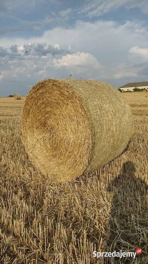 Sprzedam słomę żytnia bela 160 transport Trawy, słoma sprzedam