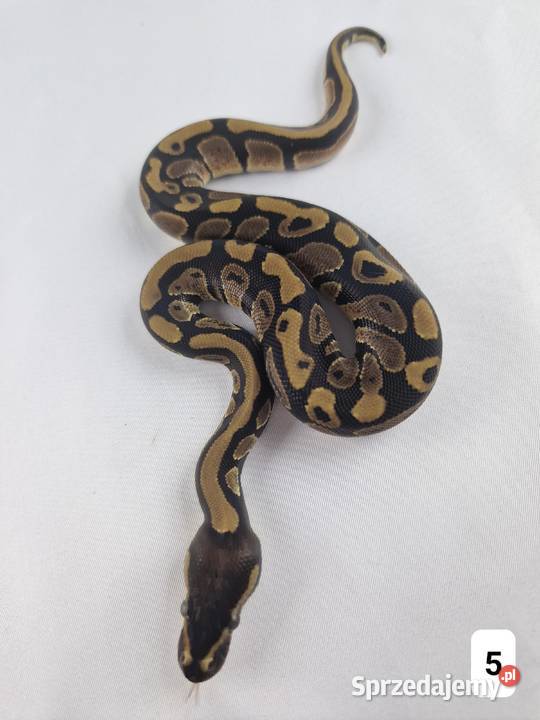 Pyton królewski python regius samiec Wrocław