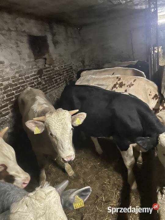 Odsadki Bydło Radzyń Podlaski