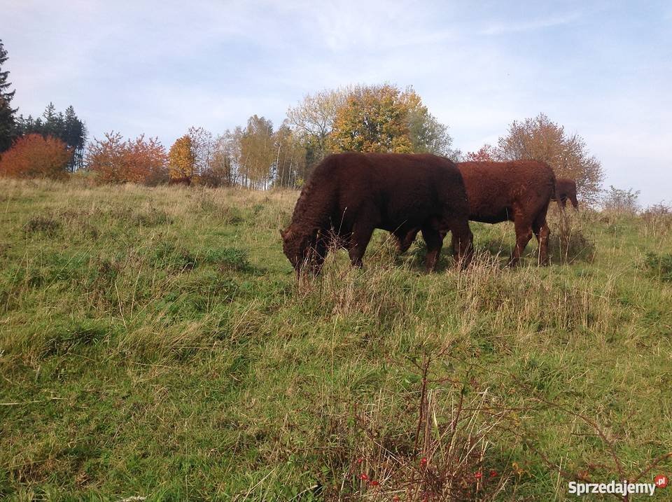 Buhaj Salers na sprzedaż Bydło mięsne dolnośląskie Lubawka