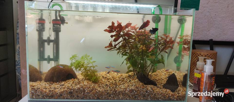 Akwarium 54ltr opti white kompletne pomorskie Rumia