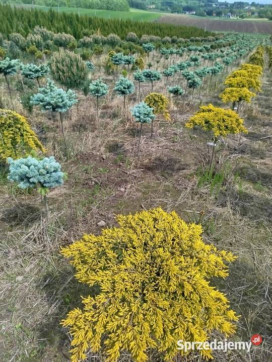 Sosna Pinus mugo LOW Glow Varella GLAUCA GLOBOSA Przedmieście Dubieckie