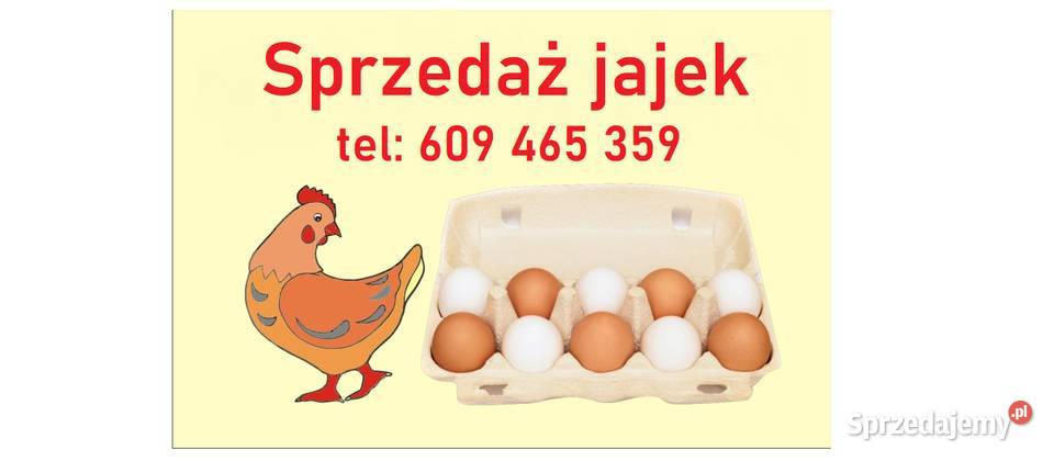 Jajka wiejskie wolny wybieg