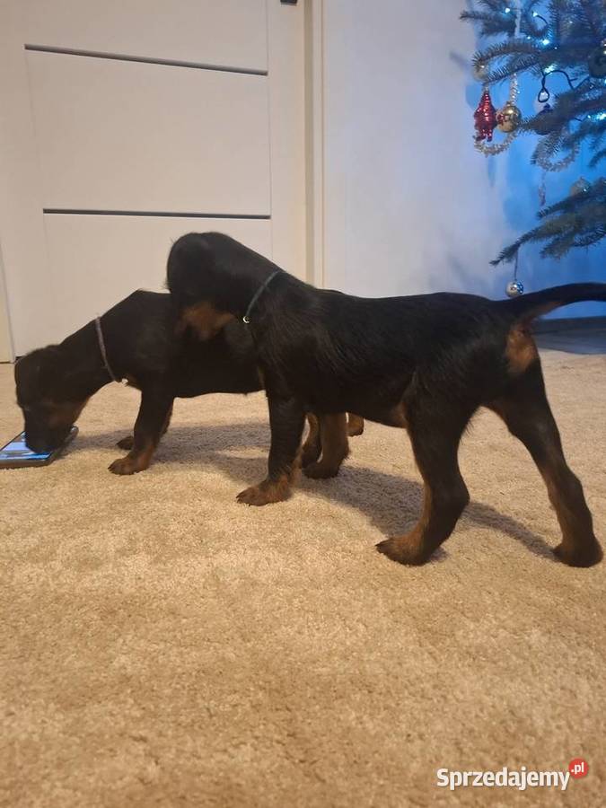 Terier Niemiecki Piesek Kosin