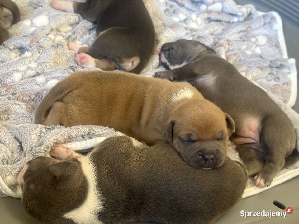 Amstaff Zapraszamy do rezerwacji Szczenięta o Sarnowo sprzedam