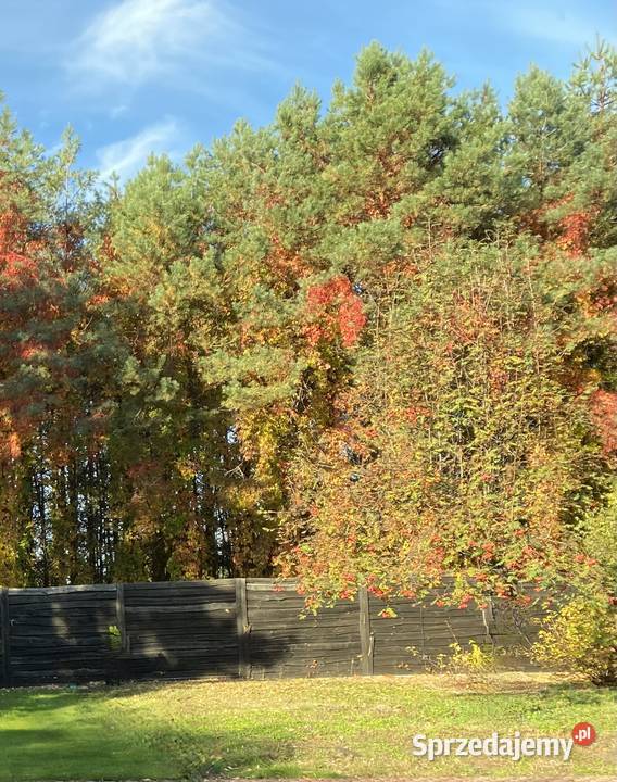 Działka 2100 m2 Skrzeszew Wieliszew Budowlana