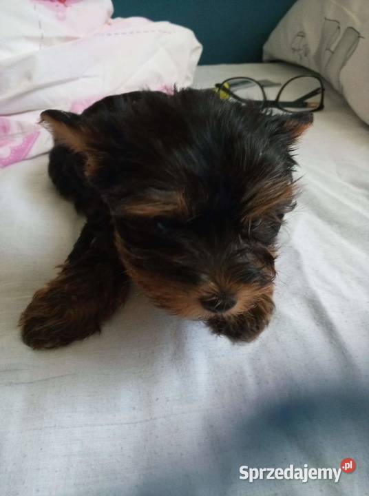 Oddam w ręce szczeniaki 2 suczki