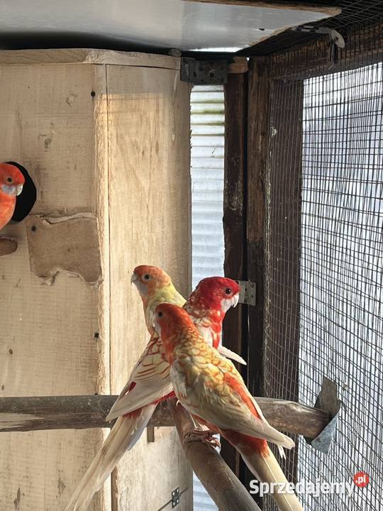 Rozele Królewska Pastel Sztum