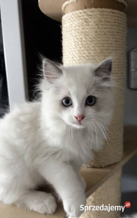 Koty Ragdoll Ragdoll Czersk