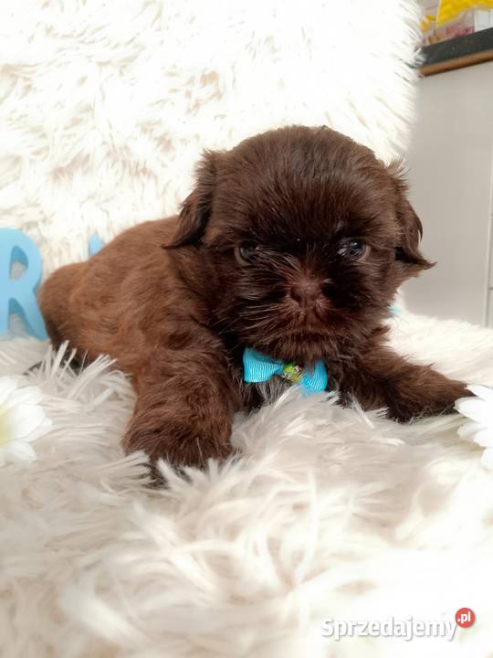 Ostatni czekoladowy piesek rasy ShihTzu Zwierzęta Kępno