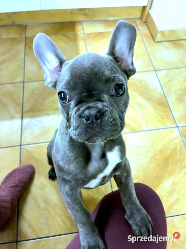 Buldog francuski blue Pabianice sprzedam