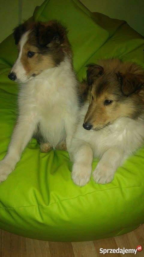 Owczarki Szkockie Collie LESSI podkarpackie Smarżowa