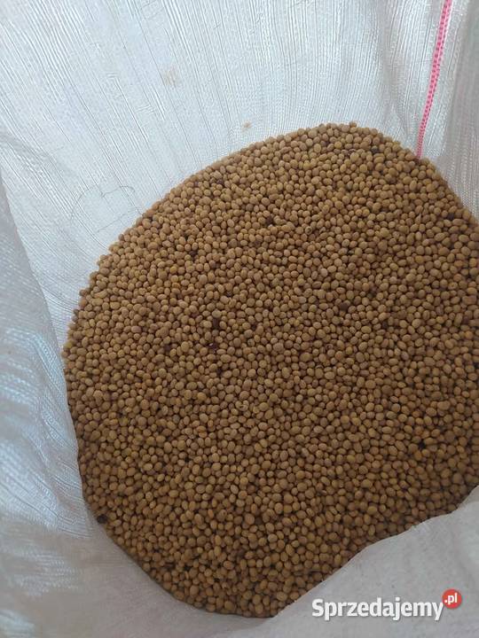 soja z borowiny Przewłoka