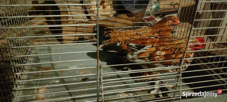 Kury karzełki liliputki Ptaki Tokarówka