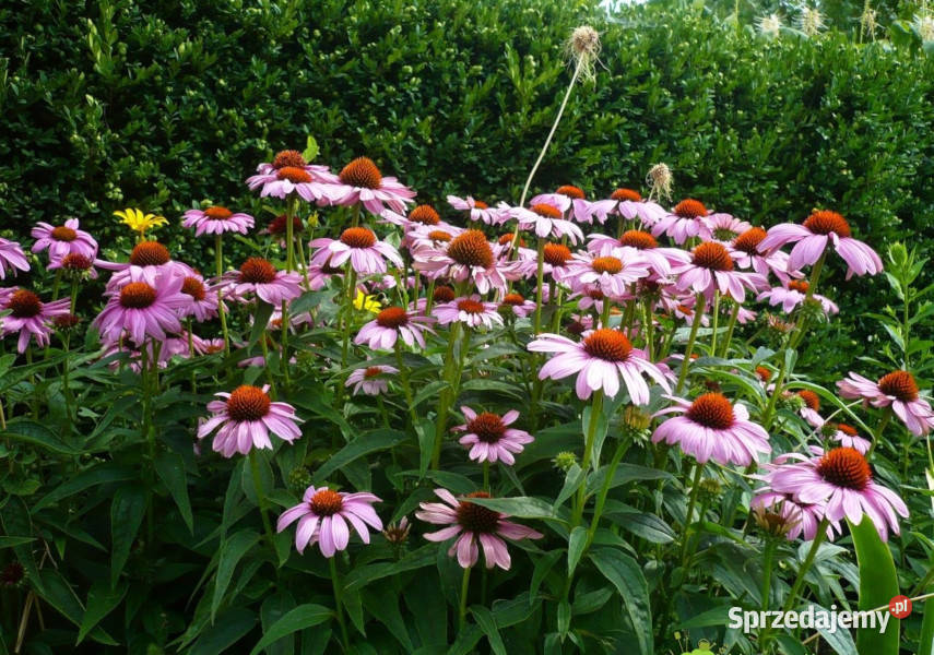 JEŻÓWKA MAGNUS Echinacea sadzonki w doniczkach Ustronie sprzedam