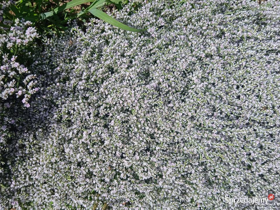 Zatrwian tatarski kwiat