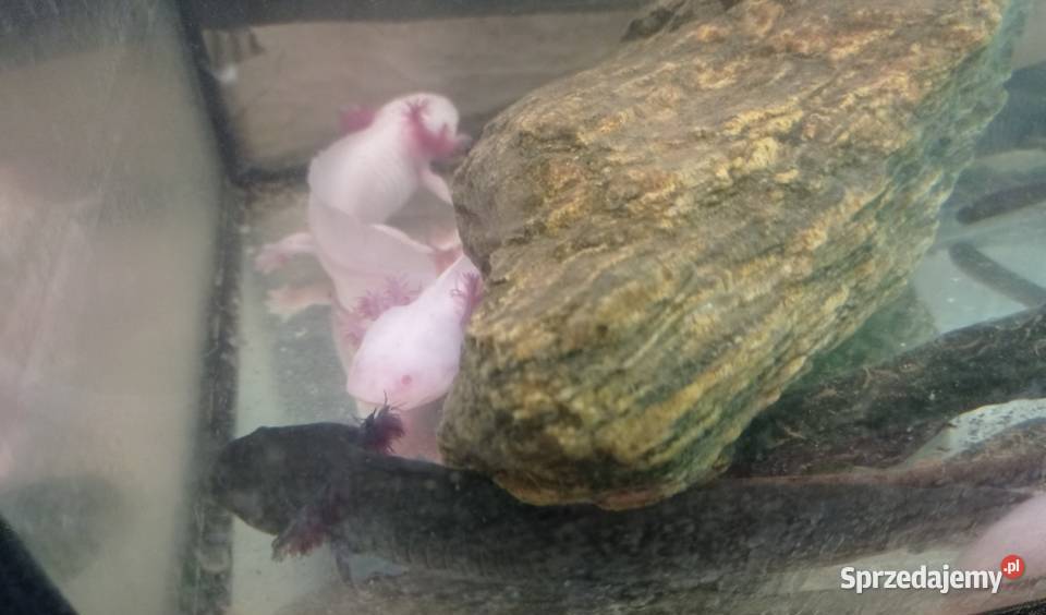 Aksolotl Abystoma Mexykańska Akselotl Różne Rzeszów