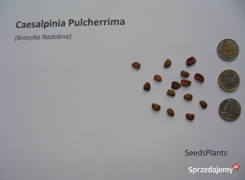BREZYLKA NADOBNA Caesalpinia Pulcherrima NASIONA Nasiona