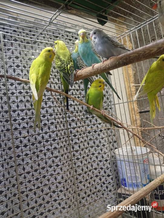 Papugi Faliste młode śląskie Częstochowa