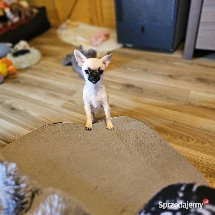 Chihuahua maleńka XXXXS Dziewczynka Idealnej Kołobrzeg