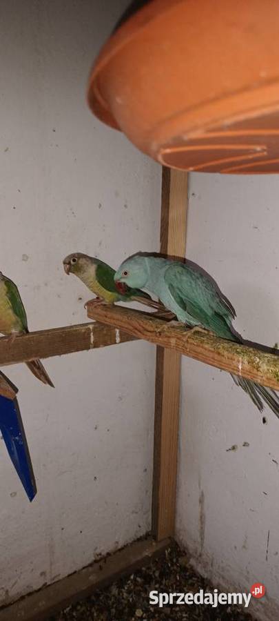 Sprzedam papugi Pierzchnica sprzedam