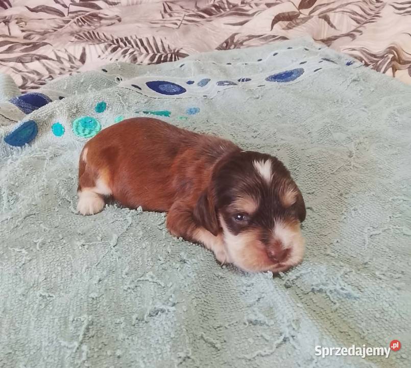 Cocker Spaniel Angielski Piesek Cocker Spaniel Jutrosin