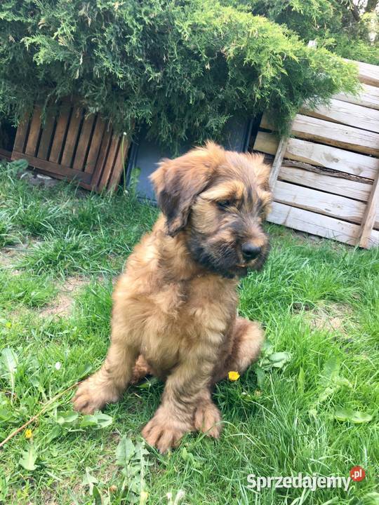 Owczarek Francuski Briard szczenięta Poznań