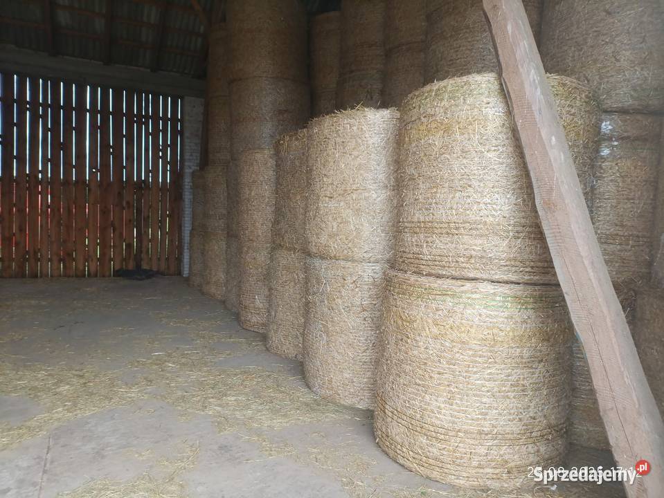 Słoma żytnia 100 sztuk Wyszków