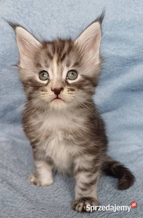Maine Coon kotka rodowód FPL Olkusz