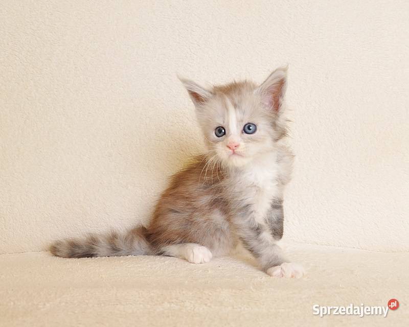 Śliczna koteczka Maine Coon z rodowodem PZFWCF